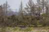 tongariro-river-2-poisoned-pines