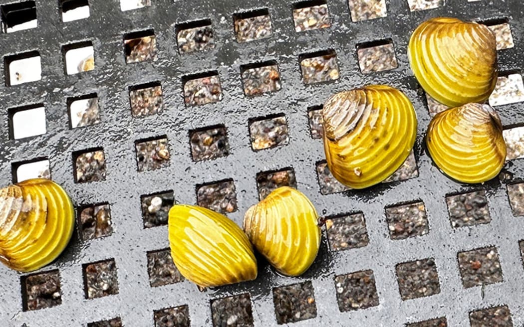 Gold Clams. The size of a 20c coin.